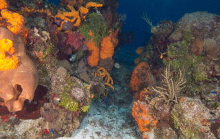 Récif corallien coloré avec éponges tropicales à Playa del Carmen