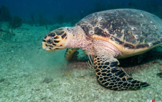 Tortue marine observée sur le sable lors d’une plongée à Playa del Carmen