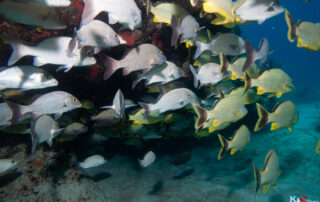 Banc de poissons tropicaux autour d’un récif corallien à Playa del Carmen